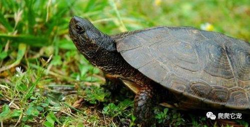 乌龟怎样进化成人类视频,探寻人类起源的古老轨迹