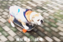 成人专用妹子gif视频,揭秘视觉诱惑背后的故事