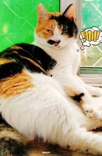 猫变成人国外视频大全,国外视频大盘点