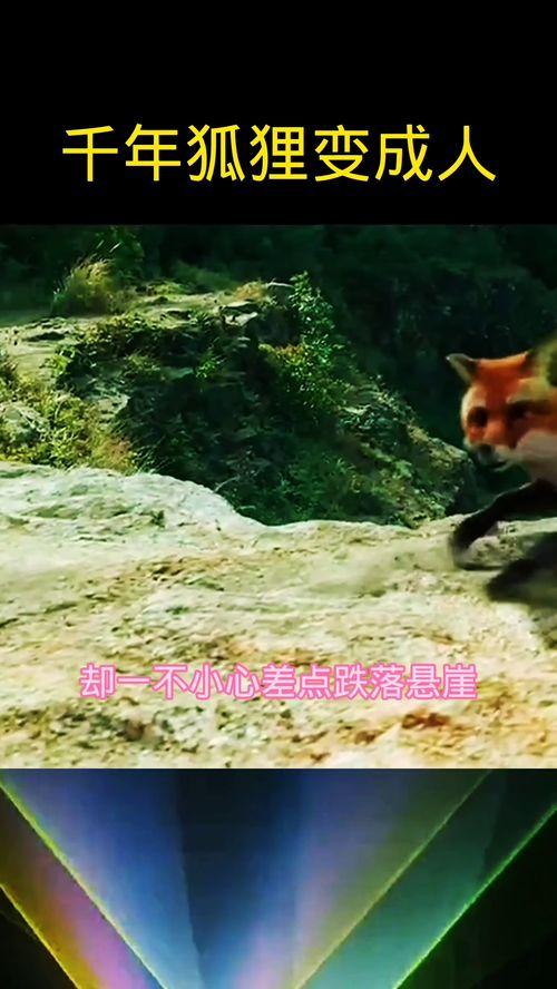 狐狸被人变成人形视频,揭秘狐狸变人的神秘视频之谜