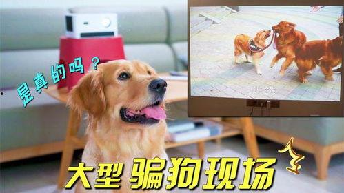 小狗怎样变成人了视频,变身人间的奇幻之旅