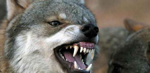 成人狼视频网站大全,带你走进隐秘的网络世界