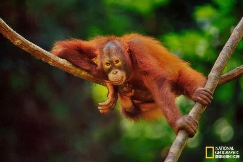 把动物当成人物视频